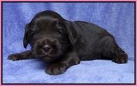 Macy Ollie pups 3 wks old 1 015