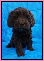 Macy Ollie pups 5 wks old 220