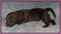 Macy Ollie pups newborn 11