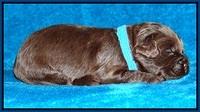 Macy Ollie pups 2 wks old 11