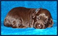 Macy Ollie pups 2 wks old 21