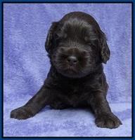 Macy Ollie pups 3 wks old 1 017