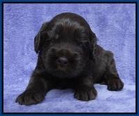 Macy Ollie pups 3 wks old 1 018