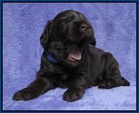 Macy Ollie pups 3 wks old 1 019