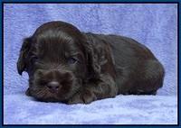 Macy Ollie pups 3 wks old 1 027