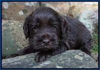 Macy Ollie pups 4 wks old 41