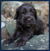 Macy Ollie pups 4 wks old 51