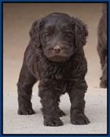 Macy Ollie pups 5 wks old 1020