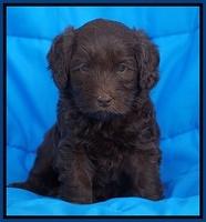 Macy Ollie pups 5 wks old 1120