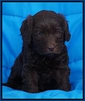 Macy Ollie pups 5 wks old 620