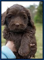 Macy Ollie pups 6 wks old 61