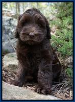 Macy Ollie pups 8 wks old 71