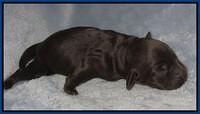 Macy Ollie pups newborn 31