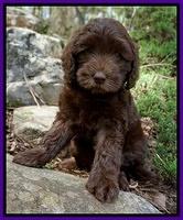 Turpin family: Charlie