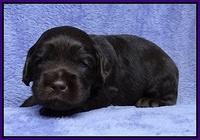Macy Ollie pups 3 wks old 1 033