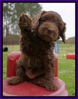 Macy Ollie pups 6 wks old 111