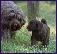Macy Ollie pups 7 wks old 101000