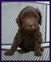 Macy Ollie pups 7 wks old 11