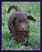 Macy Ollie pups 7 wks old 111000