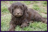 Macy Ollie pups 7 wks old 121000