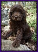 Macy Ollie pups 8 wks old 81