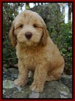 Voight family Guardian: Marlow