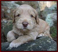 Macy Ollie pups 4 wks old 81