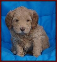 Macy Ollie pups 5 wks old 1620