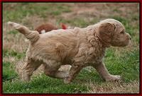Macy Ollie pups 5 wks old 1820
