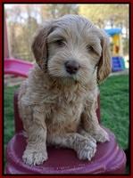 Macy Ollie pups 6 wks old 131