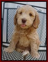 Macy Ollie pups 7 wks old 121