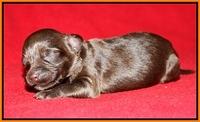 Macy Ollie pups 1 wk old 11200