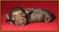 Macy Ollie pups 1 wk old 13200