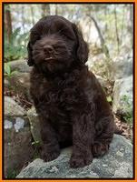 Macy Ollie pups 8 wks old 171