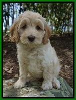 Nicholson family: Saylor