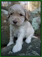 Macy Ollie pups 4 wks old 121