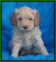 Macy Ollie pups 5 wks old 2820