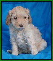 Macy Ollie pups 5 wks old 2920