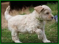 Macy Ollie pups 5 wks old 3620