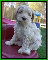 Macy Ollie pups 6 wks old 211