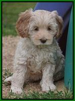 Macy Ollie pups 7 wks old 161000