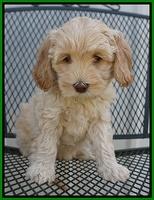 Macy Ollie pups 7 wks old 91