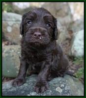 Macy Ollie pups 4 wks old 161