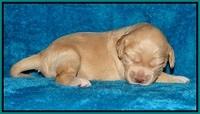 Macy Ollie pups 2 wks old 171