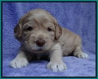 Macy Ollie pups 3 wks old 1 119