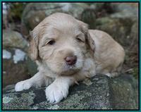 Macy Ollie pups 4 wks old 171