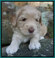 Macy Ollie pups 4 wks old 191