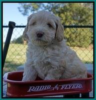 Macy Ollie pups 6 wks old 251