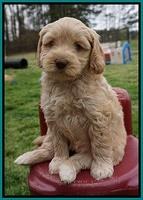 Macy Ollie pups 6 wks old 261