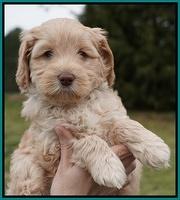 Macy Ollie pups 6 wks old 271